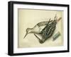 Snipe and Redshank, 1872-Claude Conder-Framed Giclee Print