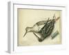 Snipe and Redshank, 1872-Claude Conder-Framed Giclee Print