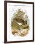 Snipe-English-Framed Giclee Print