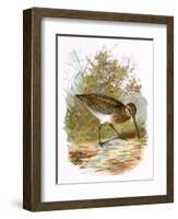 Snipe-English-Framed Giclee Print