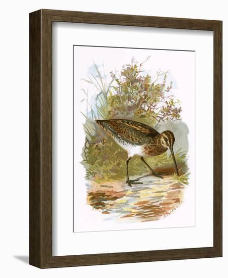 Snipe-English-Framed Giclee Print