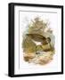 Snipe-English-Framed Giclee Print