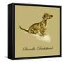 Snoodle The Daschund-Lucy Dawson-Framed Stretched Canvas