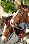 Dalmatian Horse in Cariage-snoofek-Photographic Print