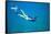 Snorkeler Diving Underwater-DLILLC-Framed Stretched Canvas