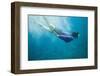 Snorkeler Diving Underwater-DLILLC-Framed Photographic Print