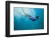 Snorkeler Diving Underwater-DLILLC-Framed Photographic Print