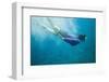 Snorkeler Diving Underwater-DLILLC-Framed Photographic Print