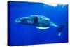 Snorkeler Swimming Above Humpback Whale-Paul Souders-Stretched Canvas