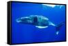 Snorkeler Swimming Above Humpback Whale-Paul Souders-Framed Stretched Canvas