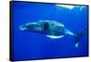 Snorkeler Swimming Above Humpback Whale-Paul Souders-Framed Stretched Canvas