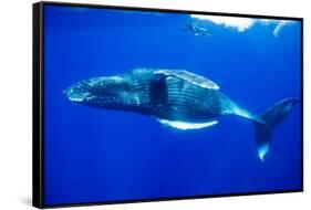 Snorkeler Swimming Above Humpback Whale-Paul Souders-Framed Stretched Canvas