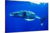 Snorkeler Swimming Above Humpback Whale-Paul Souders-Stretched Canvas