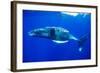 Snorkeler Swimming Above Humpback Whale-Paul Souders-Framed Photographic Print