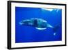 Snorkeler Swimming Above Humpback Whale-Paul Souders-Framed Photographic Print