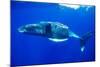 Snorkeler Swimming Above Humpback Whale-Paul Souders-Mounted Photographic Print