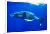 Snorkeler Swimming Above Humpback Whale-Paul Souders-Framed Photographic Print