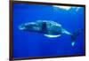 Snorkeler Swimming Above Humpback Whale-Paul Souders-Framed Photographic Print