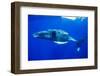 Snorkeler Swimming Above Humpback Whale-Paul Souders-Framed Photographic Print