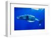 Snorkeler Swimming Above Humpback Whale-Paul Souders-Framed Photographic Print