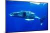 Snorkeler Swimming Above Humpback Whale-Paul Souders-Mounted Photographic Print