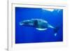 Snorkeler Swimming Above Humpback Whale-Paul Souders-Framed Photographic Print