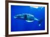 Snorkeler Swimming Above Humpback Whale-Paul Souders-Framed Photographic Print