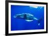 Snorkeler Swimming Above Humpback Whale-Paul Souders-Framed Photographic Print