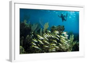 Snorkeler Swims Above a School of Reef Fish Off of Staniel Cay, Exuma, Bahamas-James White-Framed Photographic Print