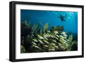 Snorkeler Swims Above a School of Reef Fish Off of Staniel Cay, Exuma, Bahamas-James White-Framed Photographic Print