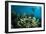 Snorkeler Swims Above a School of Reef Fish Off of Staniel Cay, Exuma, Bahamas-James White-Framed Photographic Print