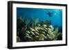 Snorkeler Swims Above a School of Reef Fish Off of Staniel Cay, Exuma, Bahamas-James White-Framed Photographic Print