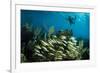 Snorkeler Swims Above a School of Reef Fish Off of Staniel Cay, Exuma, Bahamas-James White-Framed Photographic Print