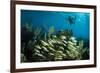 Snorkeler Swims Above a School of Reef Fish Off of Staniel Cay, Exuma, Bahamas-James White-Framed Photographic Print