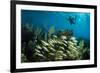 Snorkeler Swims Above a School of Reef Fish Off of Staniel Cay, Exuma, Bahamas-James White-Framed Photographic Print