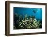 Snorkeler Swims Above a School of Reef Fish Off of Staniel Cay, Exuma, Bahamas-James White-Framed Photographic Print