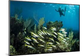 Snorkeler Swims Above a School of Reef Fish Off of Staniel Cay, Exuma, Bahamas-James White-Mounted Photographic Print