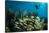 Snorkeler Swims Above a School of Reef Fish Off of Staniel Cay, Exuma, Bahamas-James White-Stretched Canvas