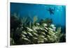 Snorkeler Swims Above a School of Reef Fish Off of Staniel Cay, Exuma, Bahamas-James White-Framed Photographic Print