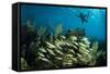 Snorkeler Swims Above a School of Reef Fish Off of Staniel Cay, Exuma, Bahamas-James White-Framed Stretched Canvas