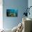 Snorkeler Swims Above a School of Reef Fish Off of Staniel Cay, Exuma, Bahamas-James White-Stretched Canvas displayed on a wall