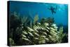 Snorkeler Swims Above a School of Reef Fish Off of Staniel Cay, Exuma, Bahamas-James White-Stretched Canvas