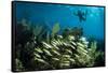 Snorkeler Swims Above a School of Reef Fish Off of Staniel Cay, Exuma, Bahamas-James White-Framed Stretched Canvas