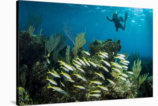 Snorkeler Swims Above a School of Reef Fish Off of Staniel Cay, Exuma, Bahamas-James White-Stretched Canvas