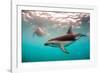 Snorkeler with a Dusky Dolphin Off of Kaikoura, New Zealand-James White-Framed Photographic Print