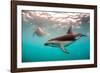 Snorkeler with a Dusky Dolphin Off of Kaikoura, New Zealand-James White-Framed Photographic Print