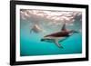 Snorkeler with a Dusky Dolphin Off of Kaikoura, New Zealand-James White-Framed Photographic Print