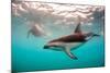 Snorkeler with a Dusky Dolphin Off of Kaikoura, New Zealand-James White-Mounted Photographic Print