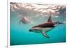 Snorkeler with a Dusky Dolphin Off of Kaikoura, New Zealand-James White-Framed Photographic Print