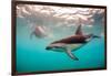 Snorkeler with a Dusky Dolphin Off of Kaikoura, New Zealand-James White-Framed Photographic Print